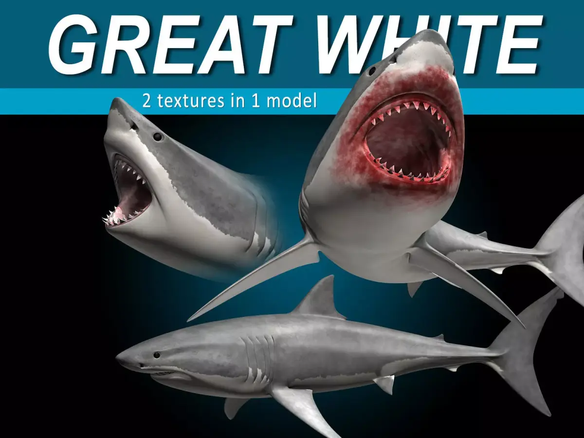 Great White Shark 3D model 11