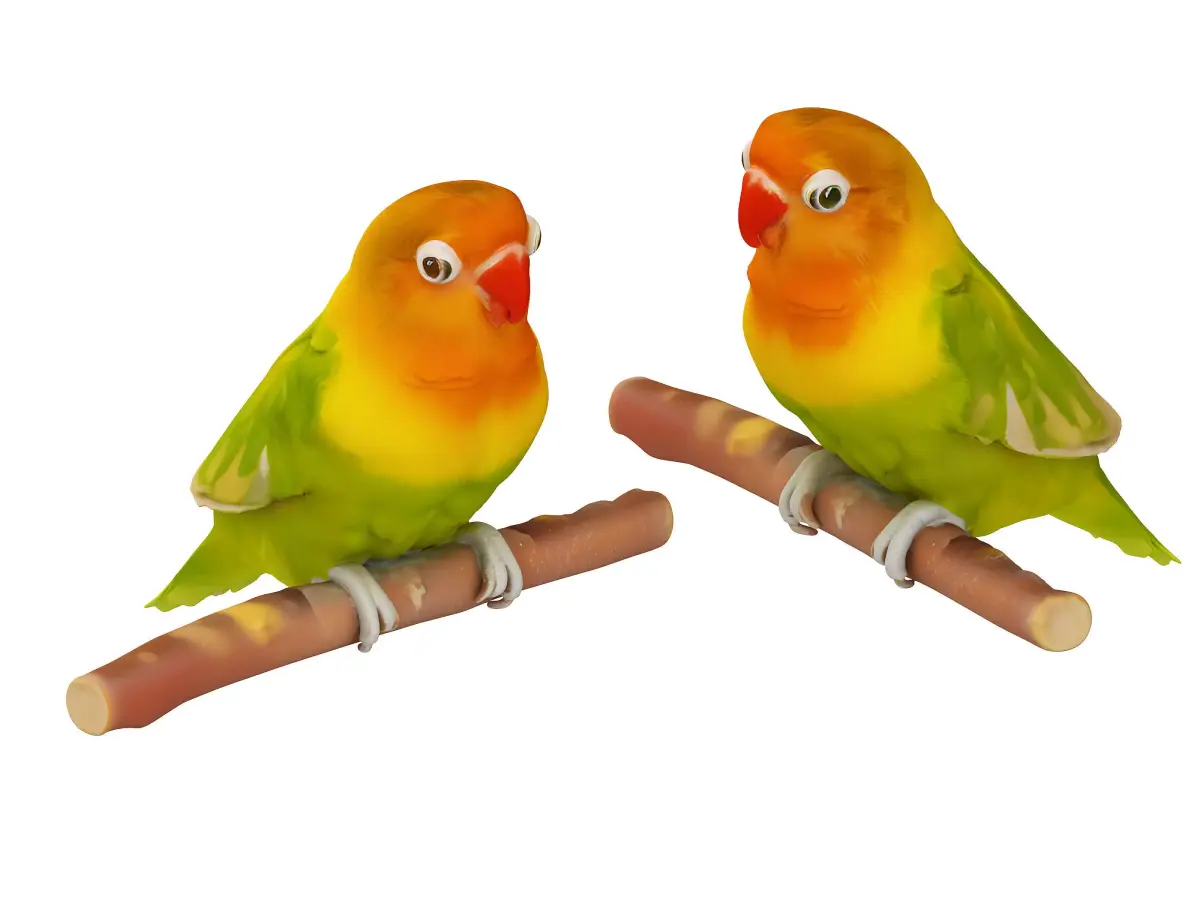 Parrot 3D model 2