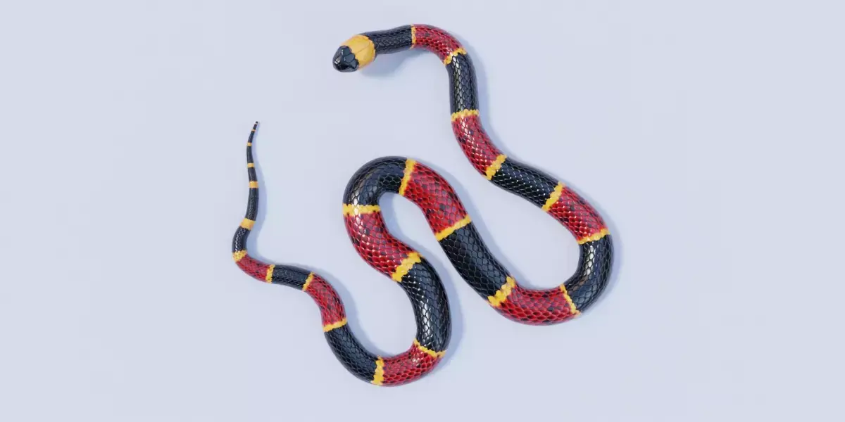 Eastern Coral Snake Rigged Free 3D model