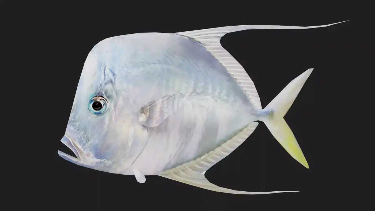 Trevally Low-poly 3D model 2