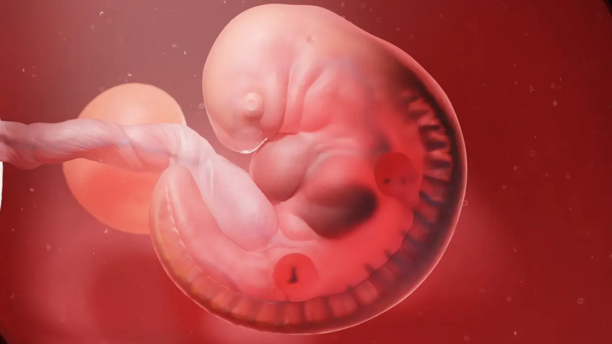 Fetus Anatomy Week 5 Animated 3D model