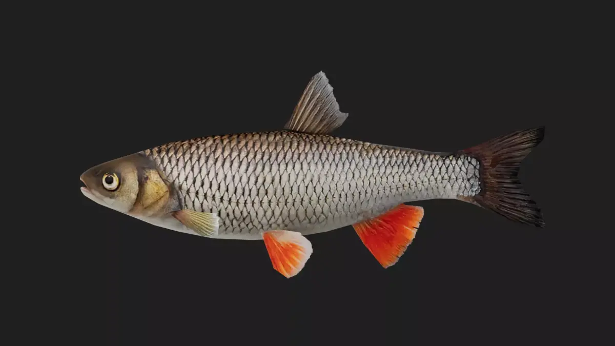Chubfish Low-poly 3D model