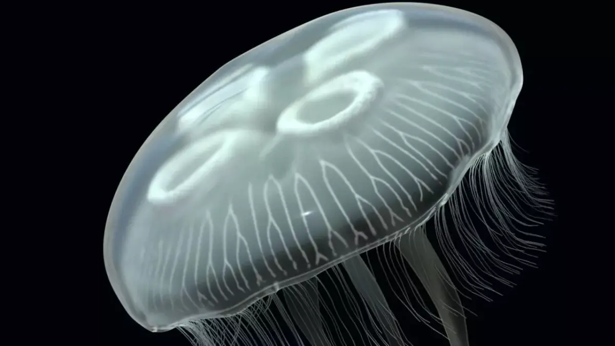 Jellyfish rigged and animated for Cinema 4d Low-poly 3D model