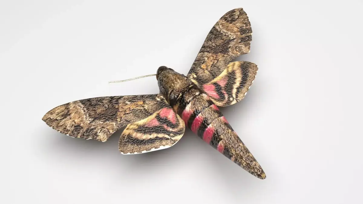 Moth Insect 3D model