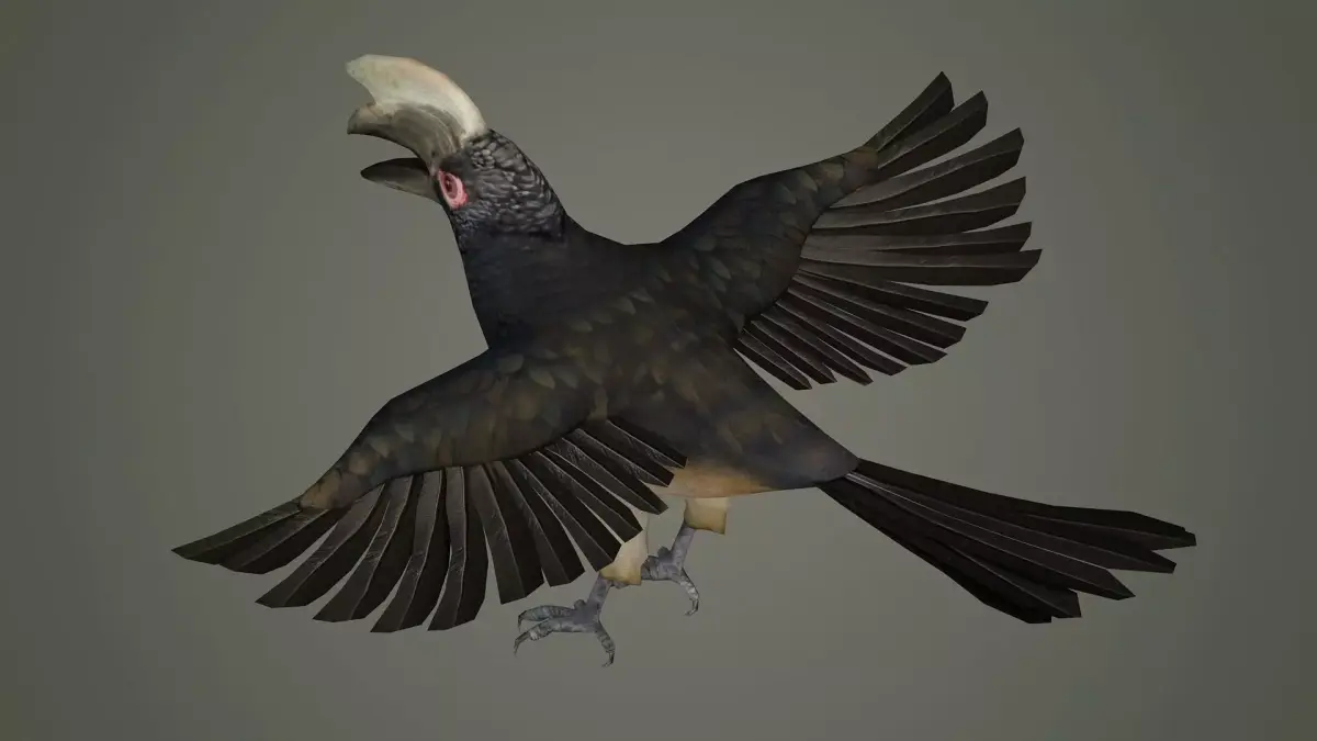 bird wildlife nature wild realistic animals feather hornbill  3D model