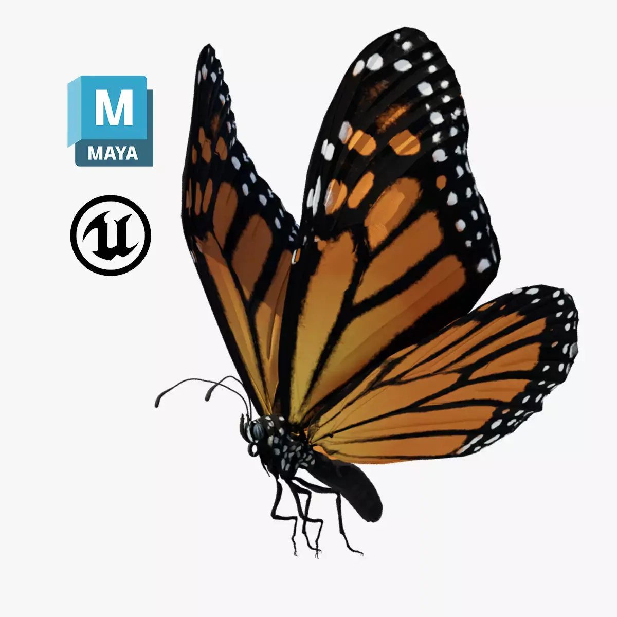 Butterfly Monarch 3D model get