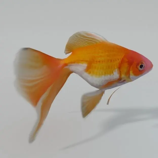 Goldfish Low-poly 3D model purchase