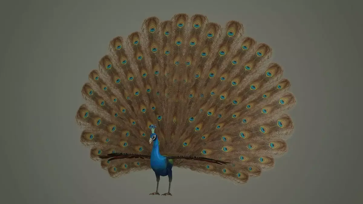peacock bird feather textured animal wings fly colour wildlife 3D model