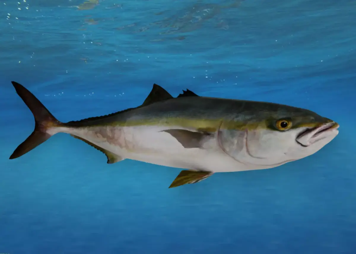 Yellowtail Amberjack Animated 3D model