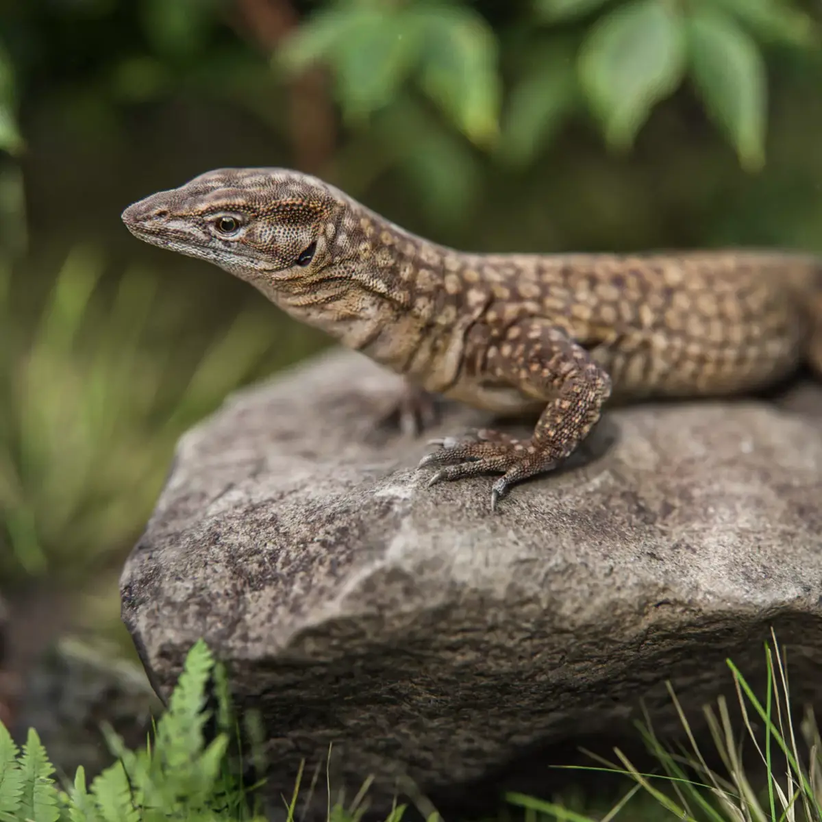 Ackie Monitor Lizard Reaistic 3D model  Rigged and Animated  Low-poly 3D model