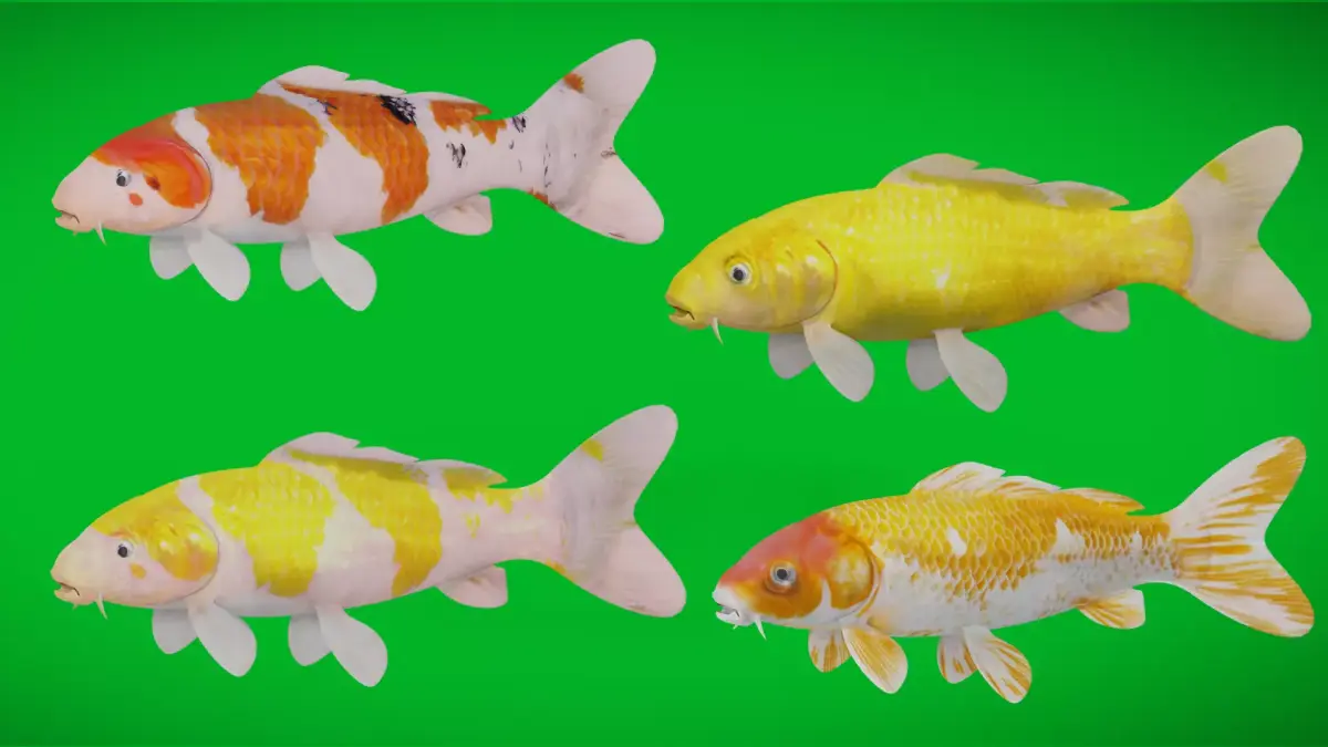 Nishikigoi Koi Fish Low-poly 3D model