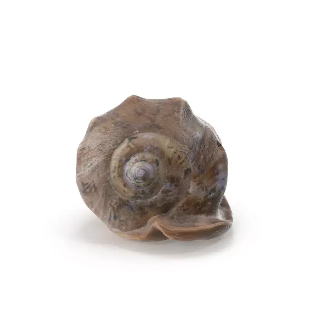 Shell 03 - Low and High Poly Versions Low-poly 3D model