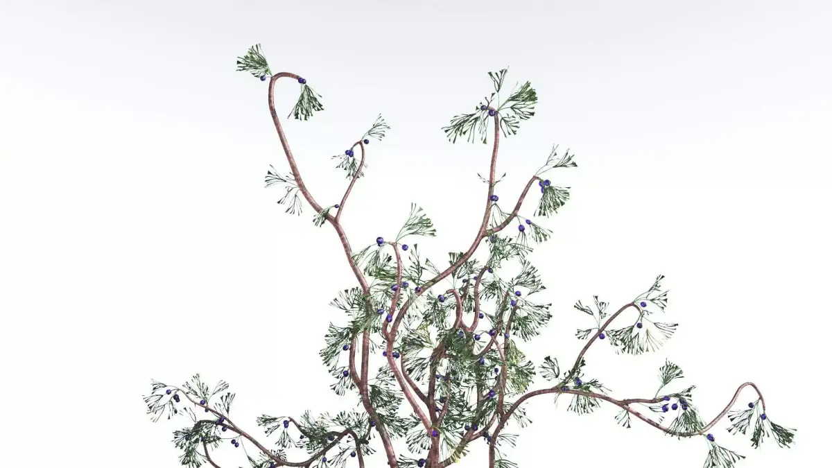 EVERYPlant Baiera 2 --14 Models-- 3D model