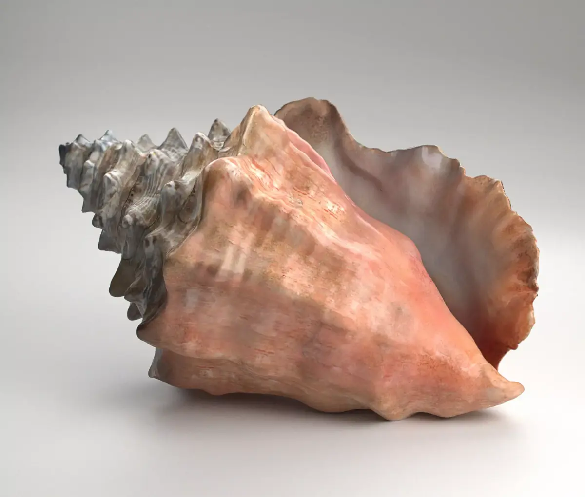 Shell Strombus 3D Model 3D model