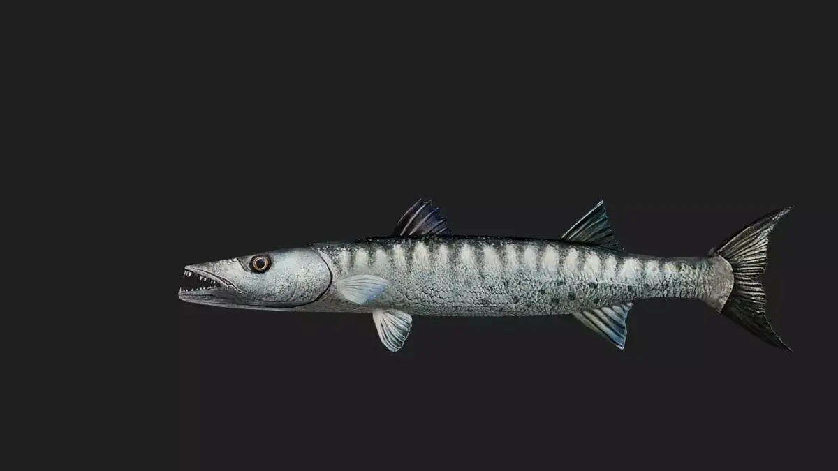 Barracuda Low-poly 3D model