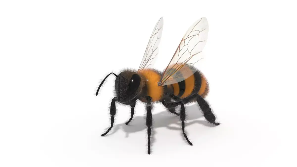 Bee Insect 3D model  3D model