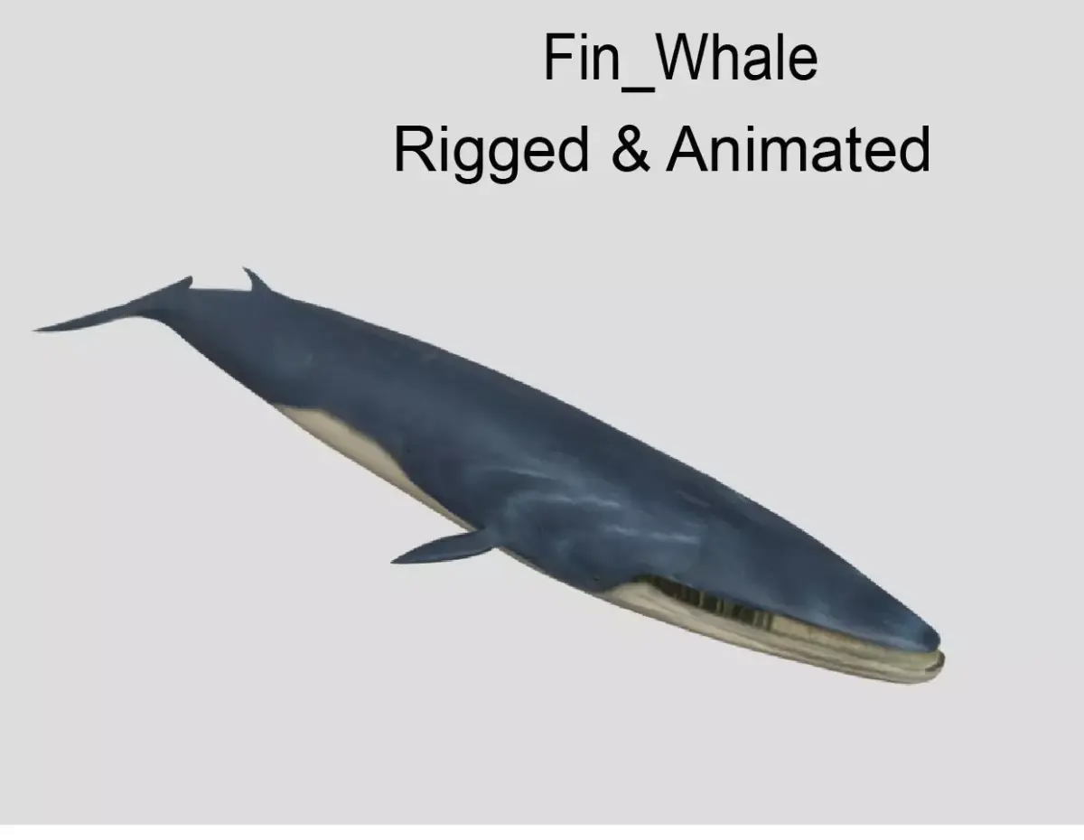 Fin-Whale Animated Low-poly Low-poly 3D model
