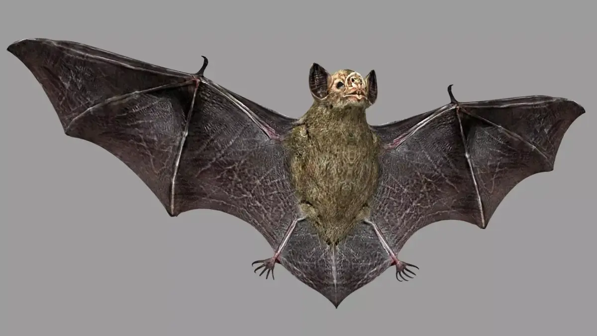 Bat animation Low-poly 3D model