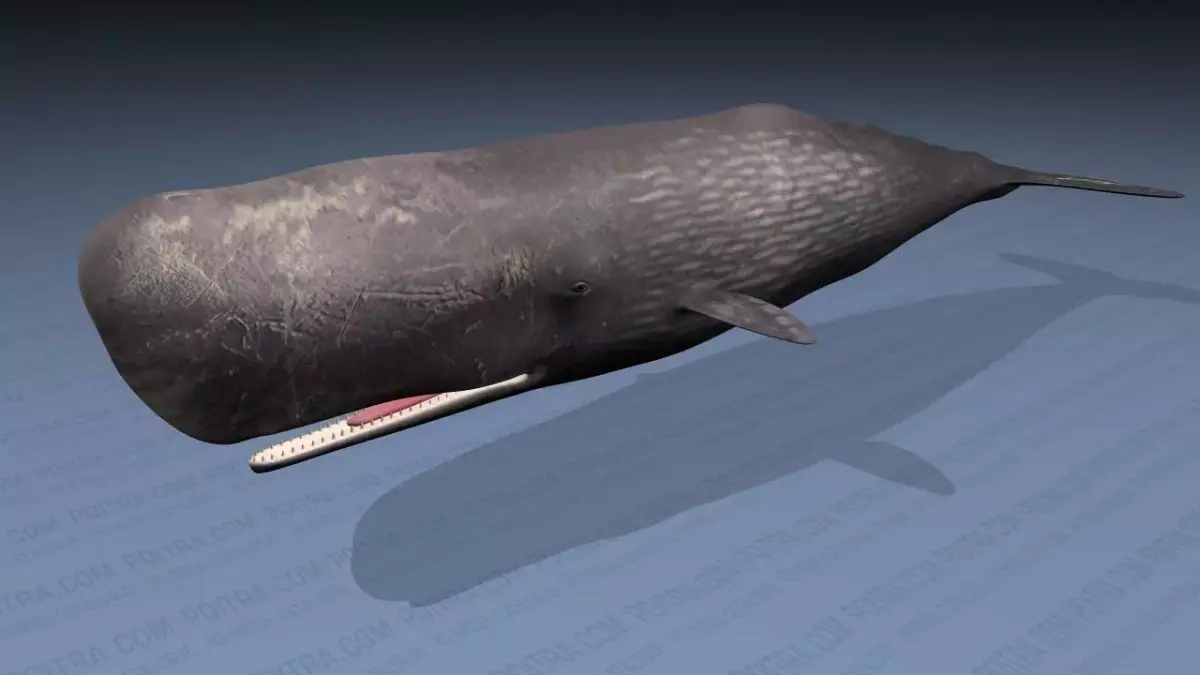 Sperm Whale - Physeter Macrocephalus - Adult Male - Textured -  3D model