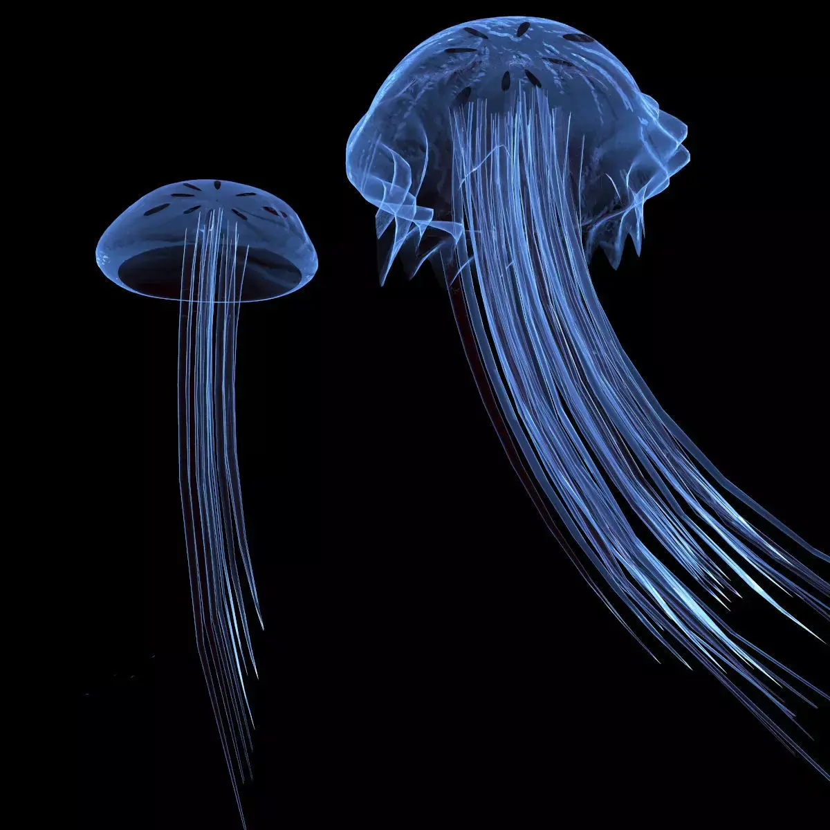Jellyfish two 3D model
