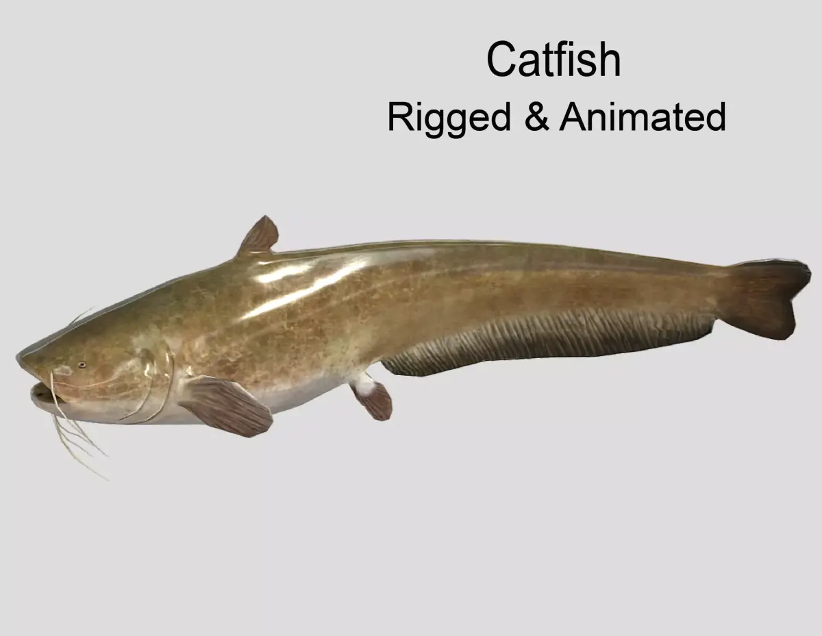 Catfish Realistic Animated Low-poly 3D model