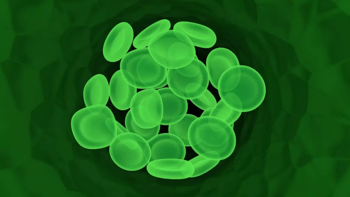 Leech Blood Cells In Segment 3D model