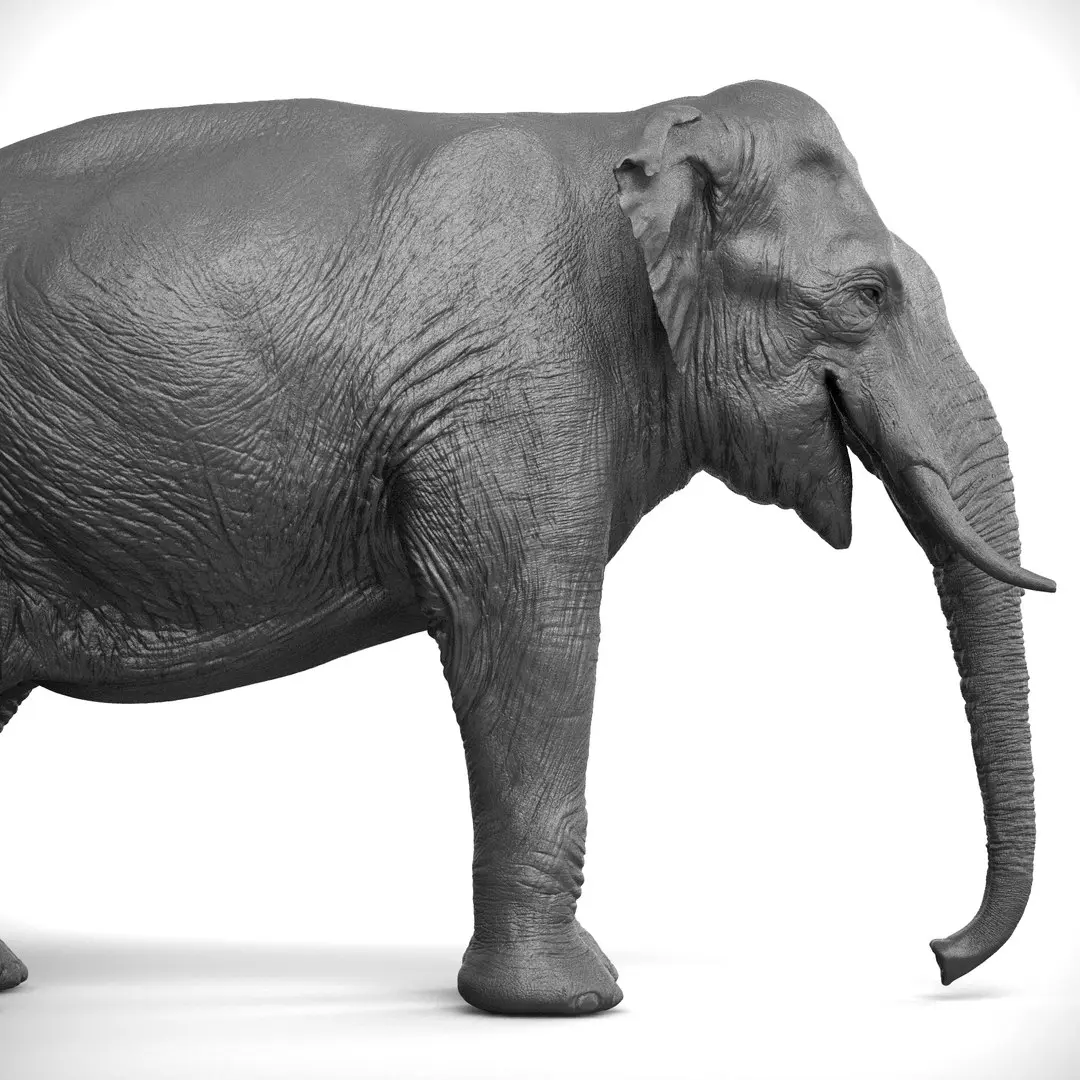 Asian Elephant 3D model purchase