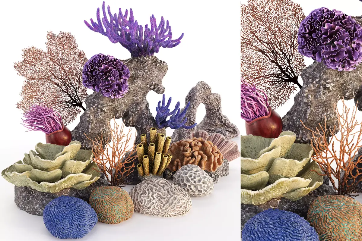 Coral Reef Collection 3D model