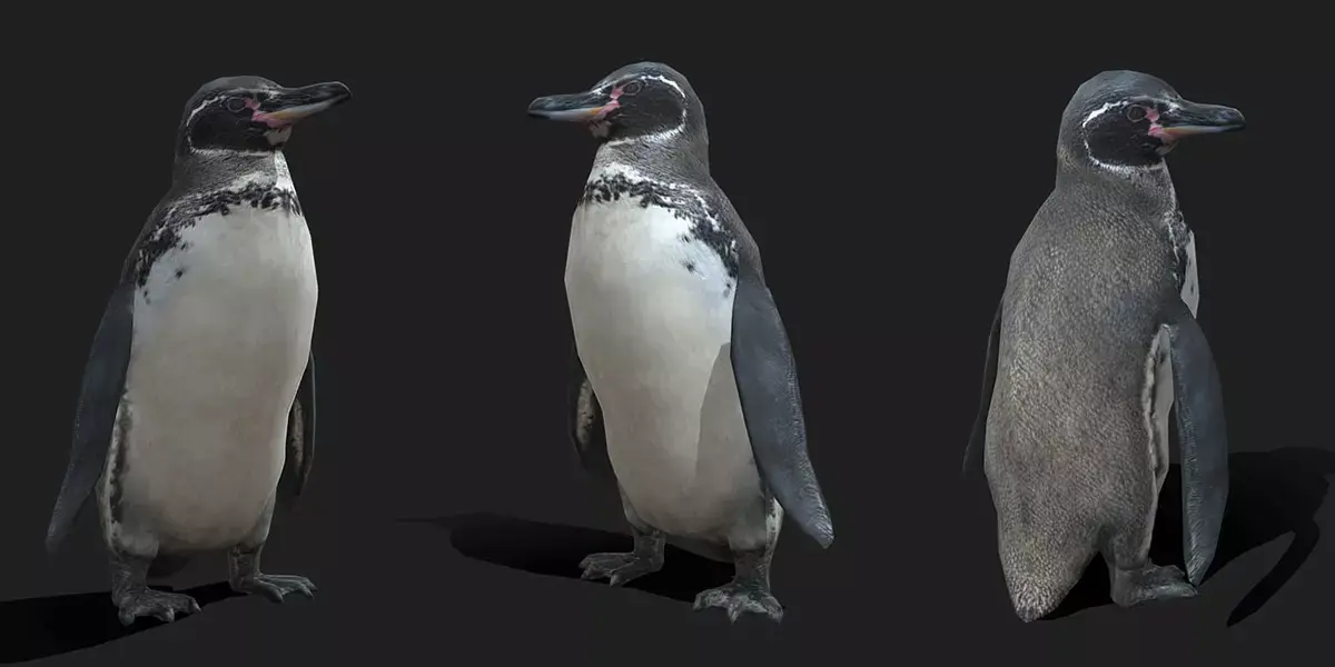 Galapagos Penguin Low Poly Animated Free 3D model