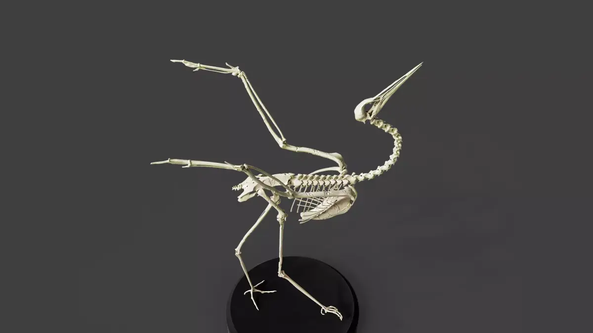 Realistic Crane Skeleton 3D model