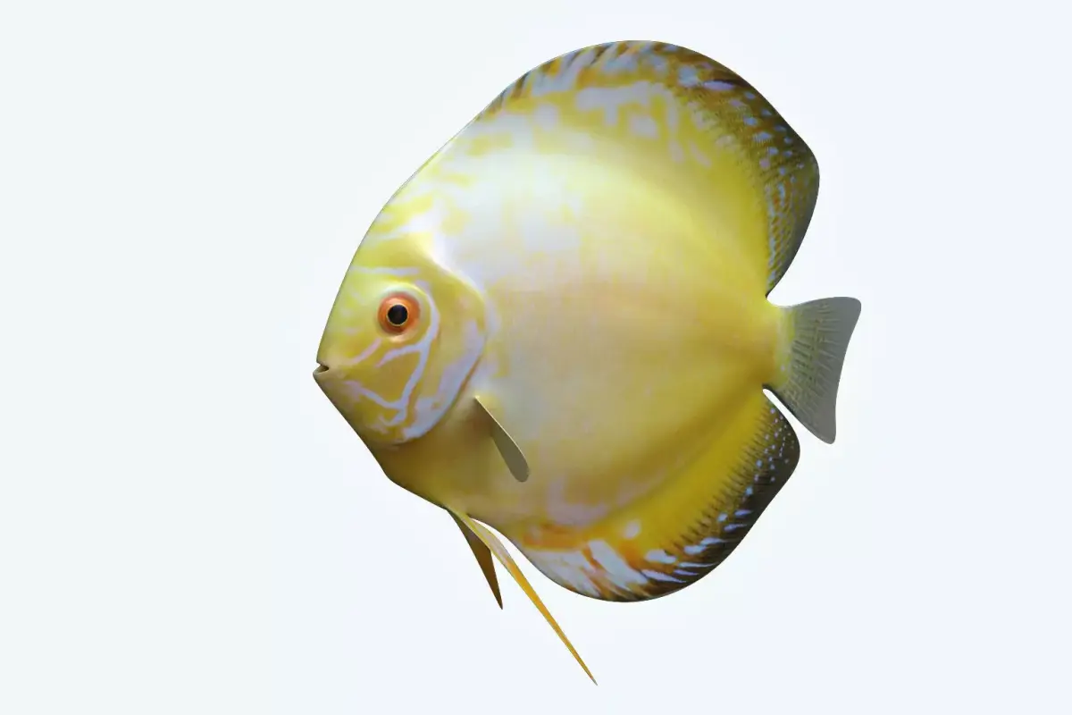 Discus Fish 3D model buy