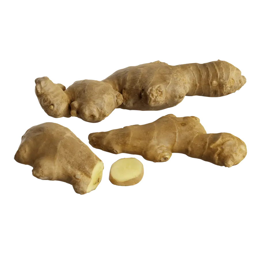  Ginger Models 