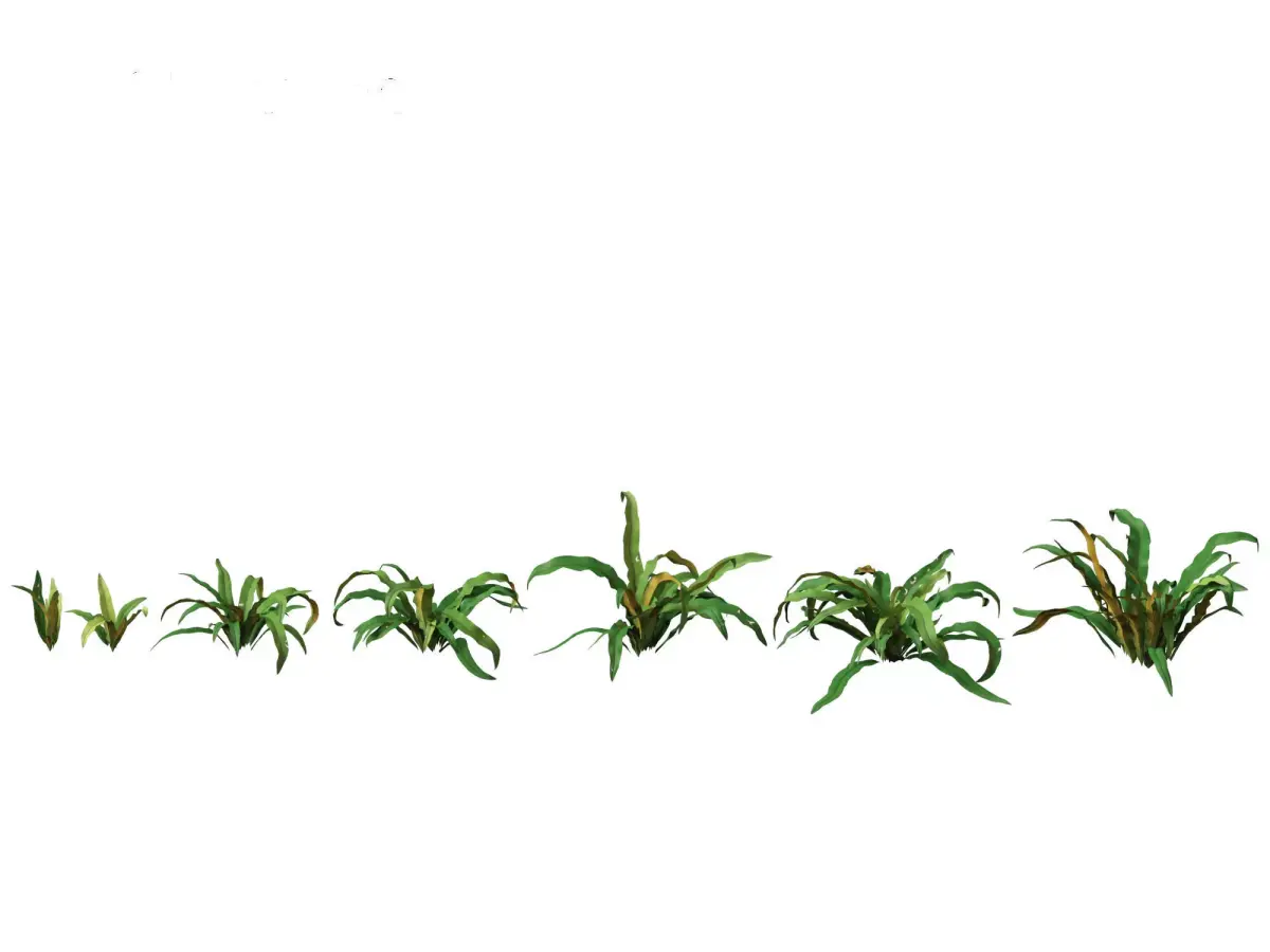 Asplenium australasicum - Birds Nest Fern 3D model
