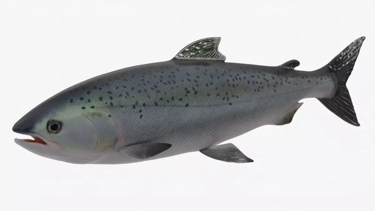 Salmon Lowpoly Animated Low-poly 3D model