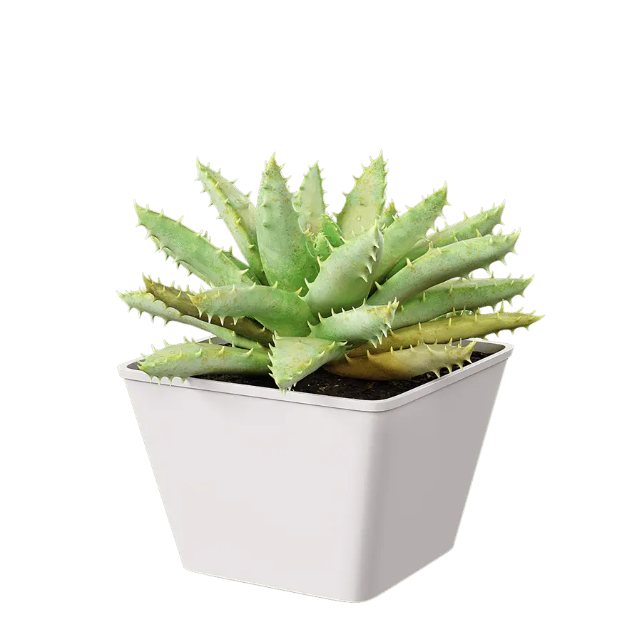  Short Leaved Aloe Succulent Potted Plant Model  buy