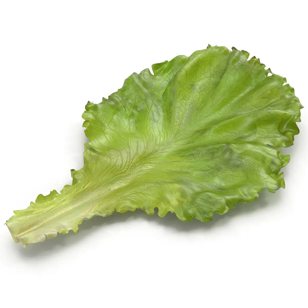 Lettuce Leaf 3D model