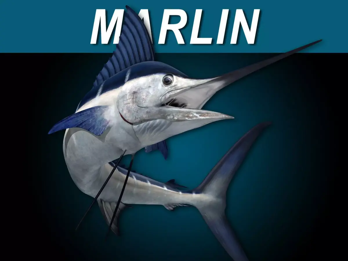 Marlin 3D model buy