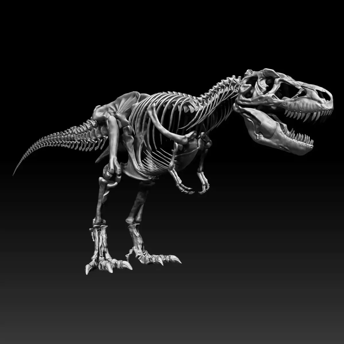 Dinosaur SubTyrannosaurus Rex Full Skeletons - SubREX 3D model