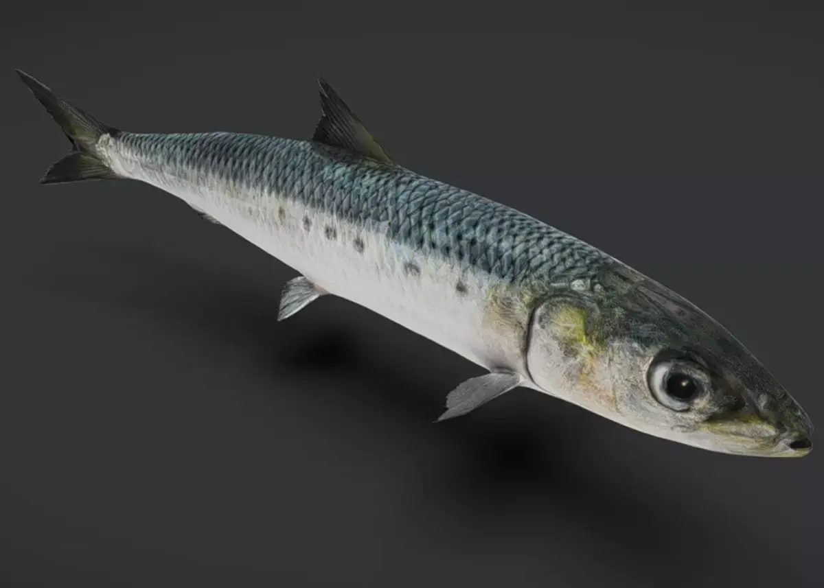 Realistic Sardine Animated 3D model