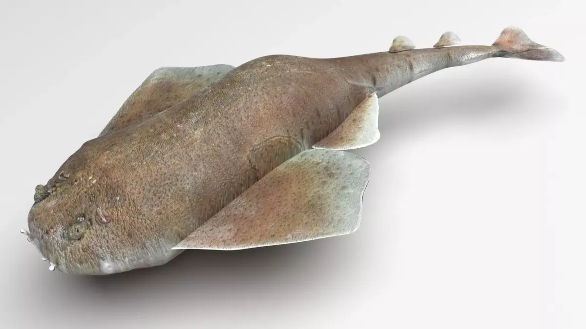 Angel Shark 3D model purchase