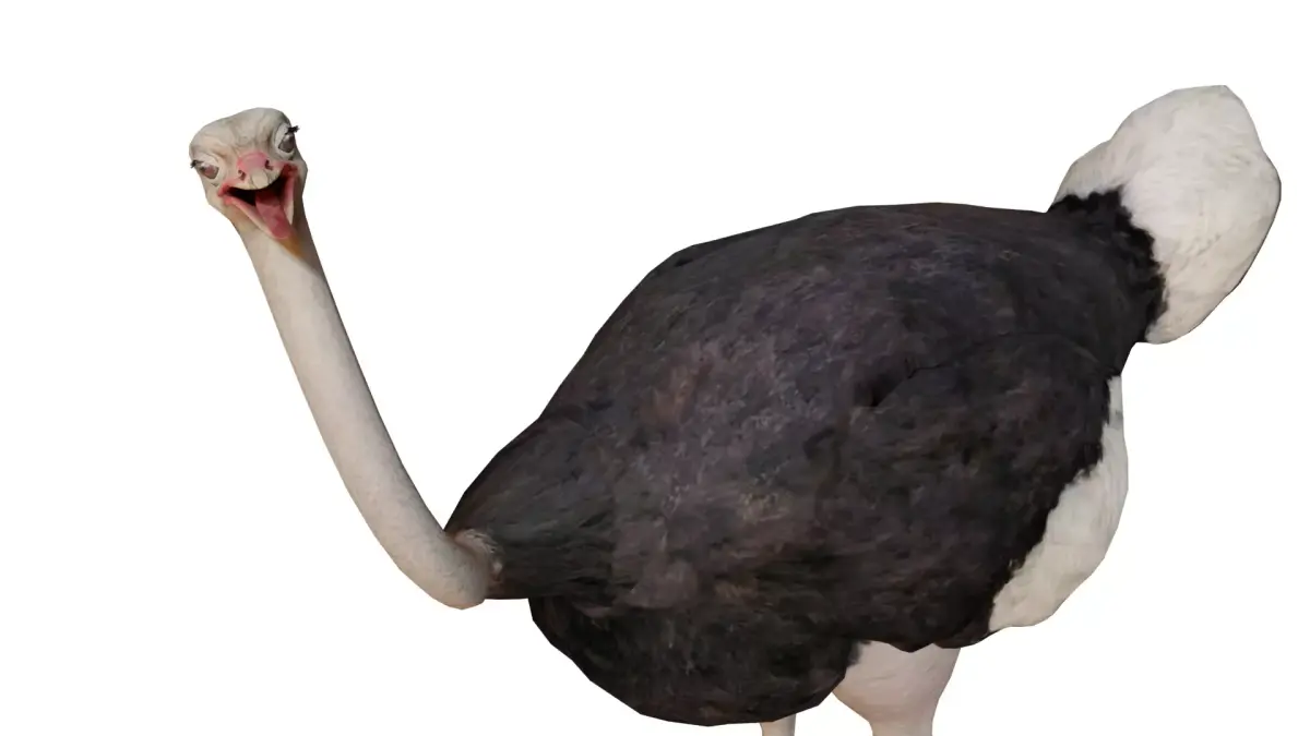 Ostrich 3D Model Low-poly 3D model