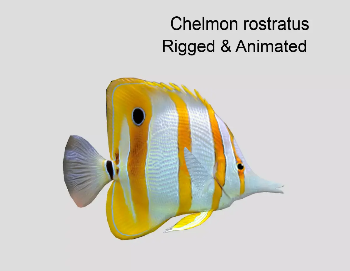 Chelmon rostratus Low-poly 3D model purchase