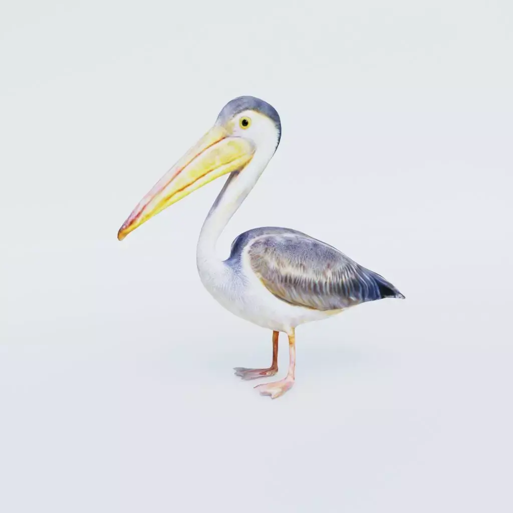 Pelican Free 3D model