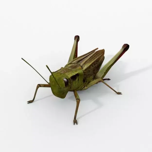 Grasshopper Low-poly 3D model get
