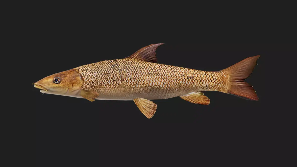 Barbel Low-poly 3D model