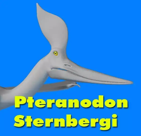 Pteranodon Sternbergi D 3D model
