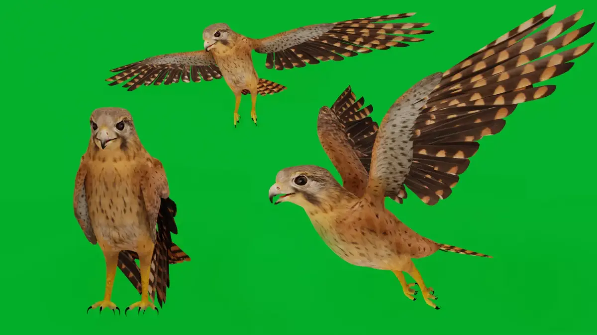 Eurasian Kestrel Falcon Bird Low-poly 3D model