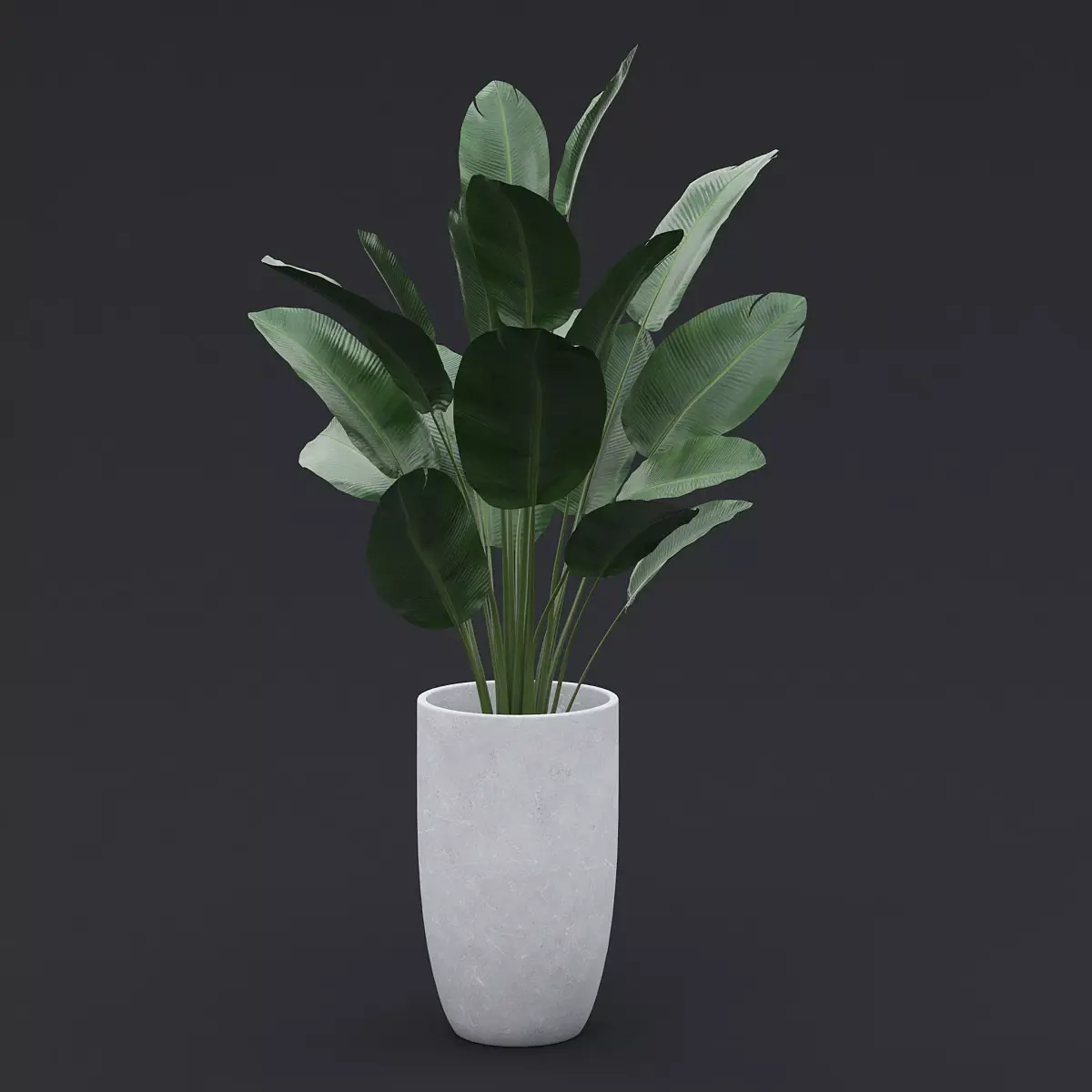 3D Bird Of Paradise II 3D model