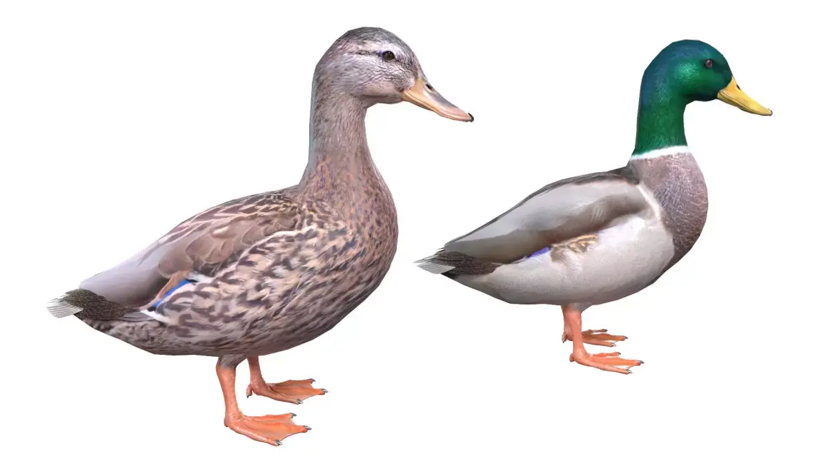 Mallard Duck Male-Female 3D model