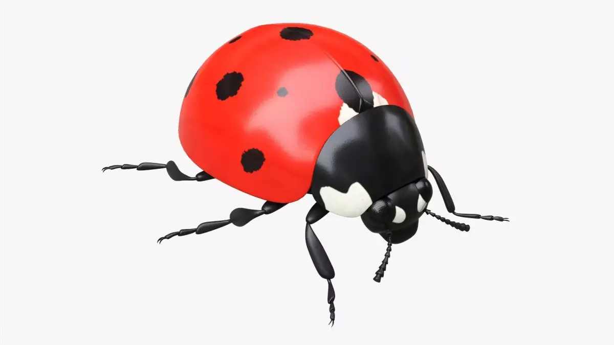 Ladybug 3D model shop